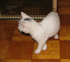 click for enlarge 950 X 838 301.1 Kb picture
