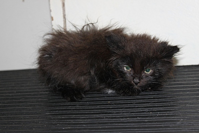 click for enlarge 1024 X 683 231.8 Kb picture