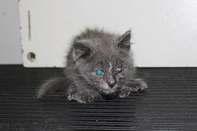 click for enlarge 1024 X 683 233.3 Kb picture