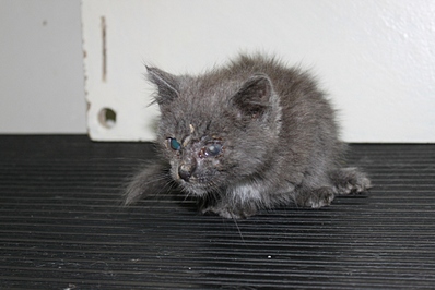 click for enlarge 1024 X 683 239.2 Kb picture