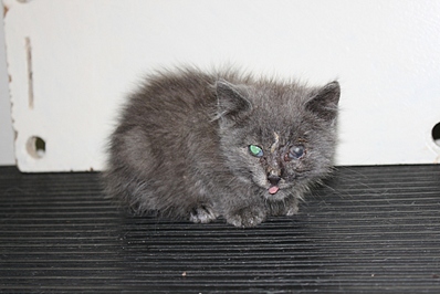 click for enlarge 1024 X 683 247.8 Kb picture