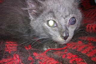 click for enlarge 1920 X 1280 724.5 Kb picture