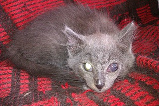 click for enlarge 1920 X 1280 811.8 Kb picture