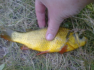 click for enlarge 1600 X 1200 654.2 Kb picture