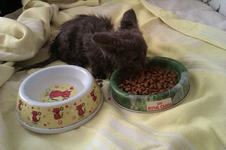 click for enlarge 1920 X 1280 419.5 Kb picture