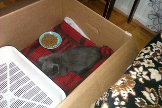 click for enlarge 1920 X 1280 474.6 Kb picture