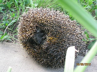 click for enlarge 1600 X 1200 810.0 Kb picture