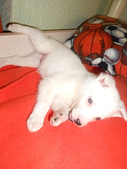 click for enlarge 768 X 1024 502.8 Kb picture