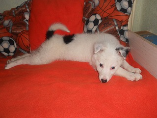 click for enlarge 1024 X 768 230.3 Kb picture