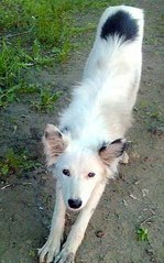 click for enlarge 278 X 445  26.5 Kb picture