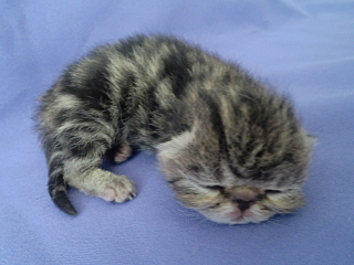 click for enlarge 640 X 480 310.6 Kb picture