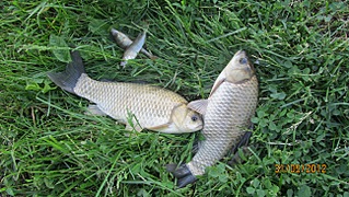 click for enlarge 1296 X 730 432.1 Kb picture