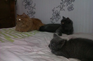 click for enlarge 1920 X 1280 463.7 Kb picture