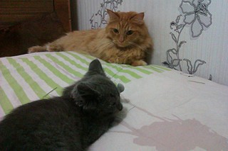 click for enlarge 1920 X 1280 382.5 Kb picture