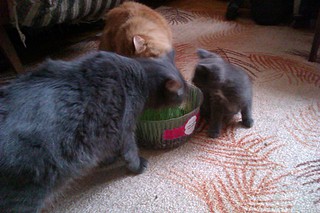 click for enlarge 1920 X 1280 505.7 Kb picture