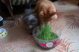 click for enlarge 1920 X 1280 511.7 Kb picture