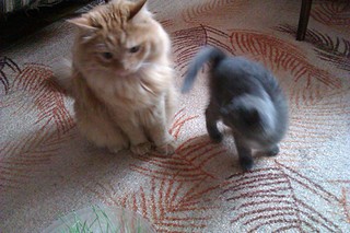 click for enlarge 1920 X 1280 540.4 Kb picture