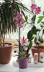 click for enlarge 615 X 1000 326.2 Kb picture
