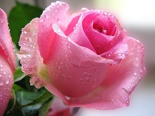 click for enlarge 800 X 600  71.1 Kb picture