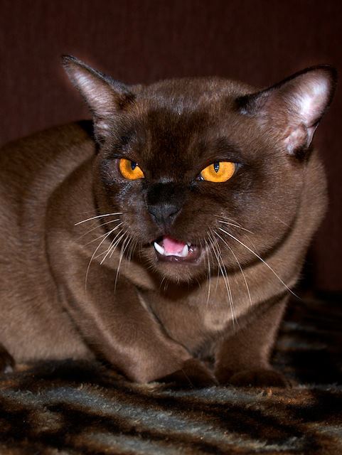 Котята Бурманской Породы Фото