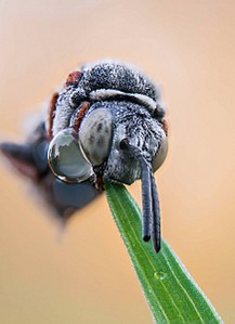 click for enlarge 871 X 1200 151.0 Kb picture