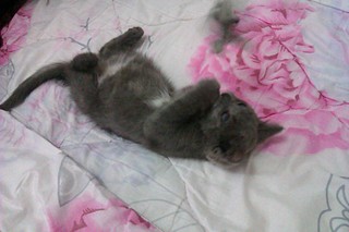 click for enlarge 1920 X 1280 352.8 Kb picture