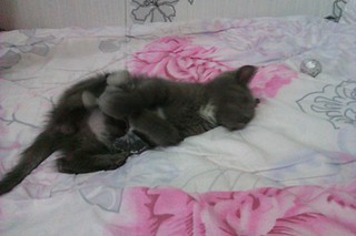 click for enlarge 1920 X 1280 331.5 Kb picture