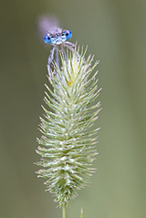 click for enlarge 801 X 1200 465.6 Kb picture