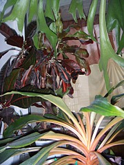 click for enlarge 768 X 1024 244.8 Kb picture