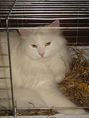 click for enlarge 1200 X 1600 505.0 Kb picture