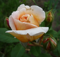 click for enlarge 675 X 639 223.2 Kb picture