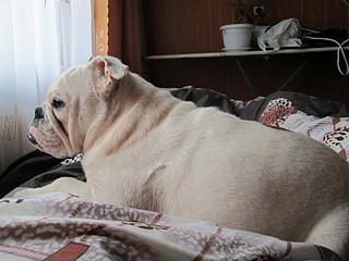 click for enlarge 1920 X 1440 541.5 Kb picture