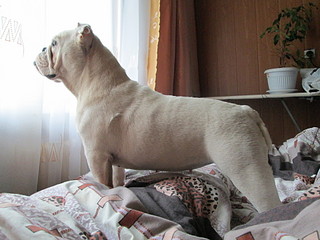 click for enlarge 1920 X 1440 519.1 Kb picture