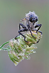 click for enlarge 801 X 1200 410.3 Kb picture