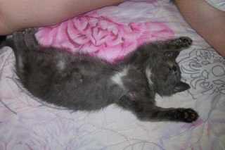 click for enlarge 1920 X 1280 540.0 Kb picture