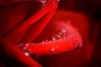 click for enlarge 718 X 477 113.3 Kb picture