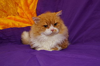 click for enlarge 1920 X 1276 979.9 Kb picture