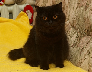 click for enlarge 1920 X 1509 952.4 Kb picture