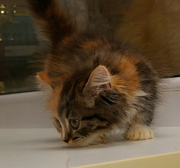 click for enlarge 1646 X 1539 819.4 Kb picture