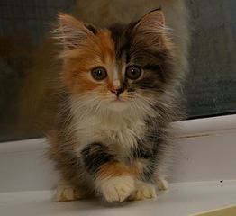 click for enlarge 1798 X 1645 979.9 Kb picture