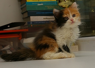 click for enlarge 1910 X 1373 878.2 Kb picture