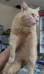 click for enlarge 482 X 807 62.2 Kb picture