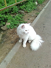 click for enlarge 1536 X 2048 953.5 Kb picture