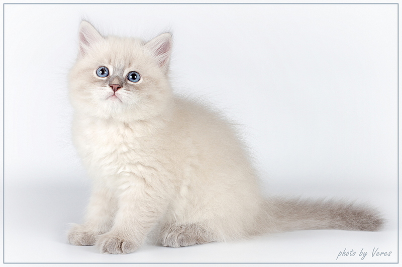 click for enlarge 1200 X 800 273.5 Kb picture