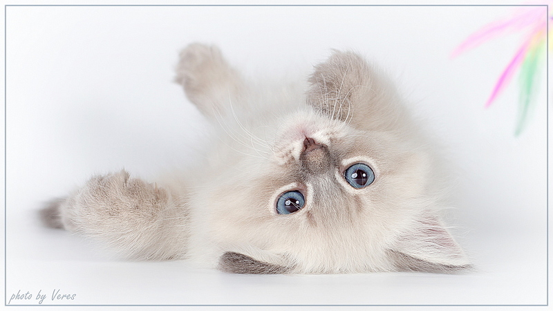 click for enlarge 1200 X 675 263.4 Kb picture
