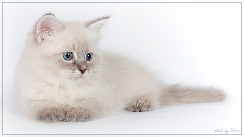 click for enlarge 1200 X 675 222.7 Kb picture