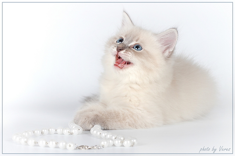click for enlarge 1200 X 800 255.8 Kb picture