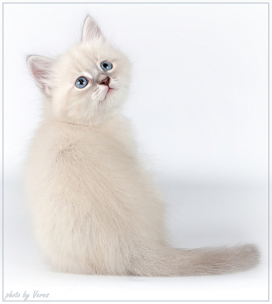 click for enlarge 1075 X 1200 408.9 Kb picture