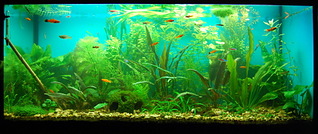 click for enlarge 1920 X 807 515.9 Kb picture