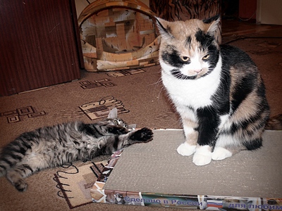 click for enlarge 1024 X 768 377.1 Kb picture